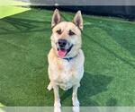Small #1 Akita Mix
