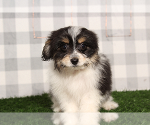 Bichon-A-Ranian Puppy for sale in MARIETTA, GA, USA