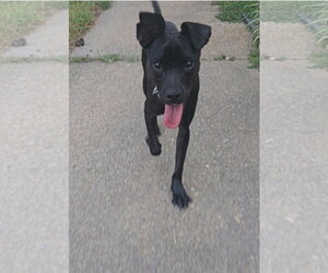 Chihuahua-Retriever  Mix Dogs for adoption in Virginia Beach, VA, USA