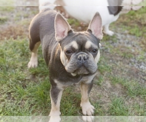 Mother of the French Bulldog puppies born on 11/20/2022