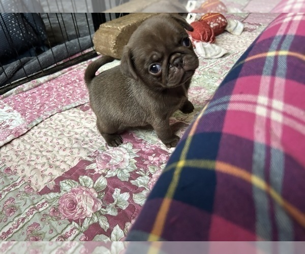 Medium Photo #3 Pug Puppy For Sale in BLOOMINGTON, IL, USA