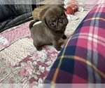 Small #1 Pug