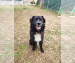 Small Photo #3 Border Collie-Unknown Mix Puppy For Sale in Evansville, IN, USA