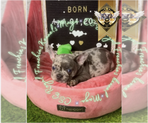 French Bulldog Puppy for sale in HARRISON, TN, USA