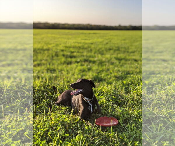 Medium Photo #2 Mutt Puppy For Sale in Shelburne, VT, USA