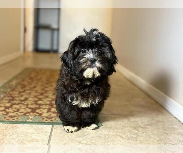 Medium Photo #6 Zuchon Puppy For Sale in TUCSON, AZ, USA