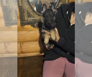 Medium German Shepherd Dog