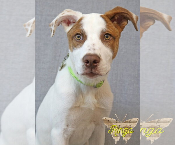 Medium Photo #1 Mutt Puppy For Sale in Wakefield, RI, USA