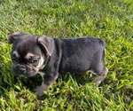 Small #7 French Bulldog