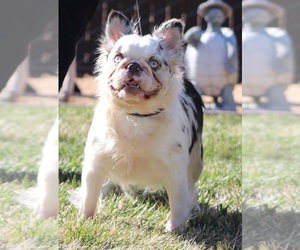 Mother of the French Bulldog puppies born on 01/25/2026