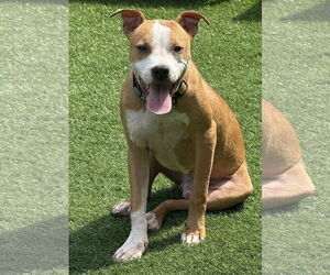 Dash - Male Mutt Dog for Adoption - Photo #3