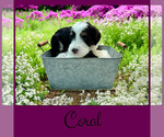 Small #2 Bernedoodle-Poodle (Standard) Mix