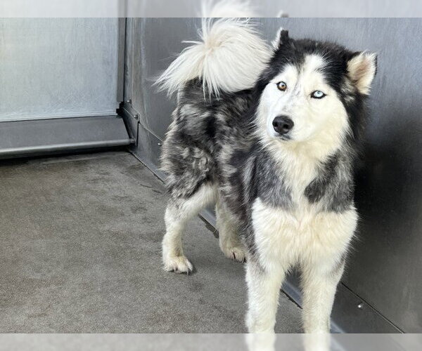 Medium Photo #2 Siberian Husky Puppy For Sale in San Bernardino, CA, USA