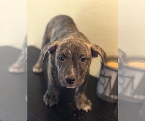 American Bully Puppy for sale in CUMBERLAND, IN, USA