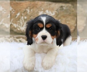 Cavachon Puppy for sale in FREDERICKSBG, OH, USA