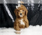 Puppy Flame AKC Poodle (Miniature)