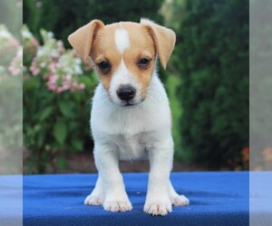 Jack Russell Terrier Puppy for sale in LEBANON, PA, USA