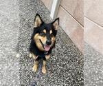 Small #1 Alaskan Malamute-German Shepherd Dog Mix