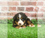 Small #1 Bernese Mountain Dog