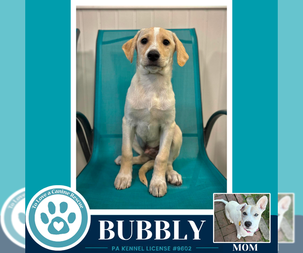 Medium Photo #2 Labrador Retriever-Unknown Mix Puppy For Sale in Kimberton, PA, USA