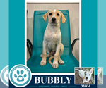 Small #1 Labrador Retriever Mix