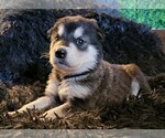 Small Photo #47 Alaskan Malamute Puppy For Sale in MIDWEST CITY, OK, USA