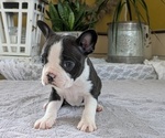 Puppy 3 Boston Terrier