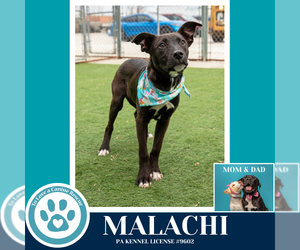 Malachi (Anabelle-Solomon Pup) 020726 - Male Borador Dog for Adoption - Photo #11