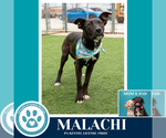 Small #10 Labrador Retriever Mix