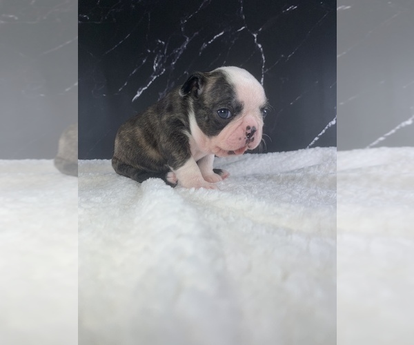 Medium Photo #73 Boston Terrier Puppy For Sale in TULARE, CA, USA