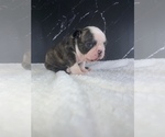 Small Photo #73 Boston Terrier Puppy For Sale in TULARE, CA, USA