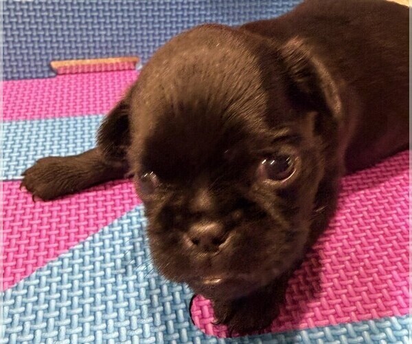 Medium Photo #5 Brussels Griffon Puppy For Sale in SPRING BRANCH, TX, USA