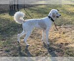 Small Photo #5 Goldendoodle Puppy For Sale in LICKING, MO, USA