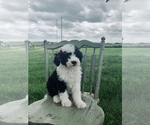 Small Photo #4 Sheepadoodle Puppy For Sale in DADEVILLE, MO, USA