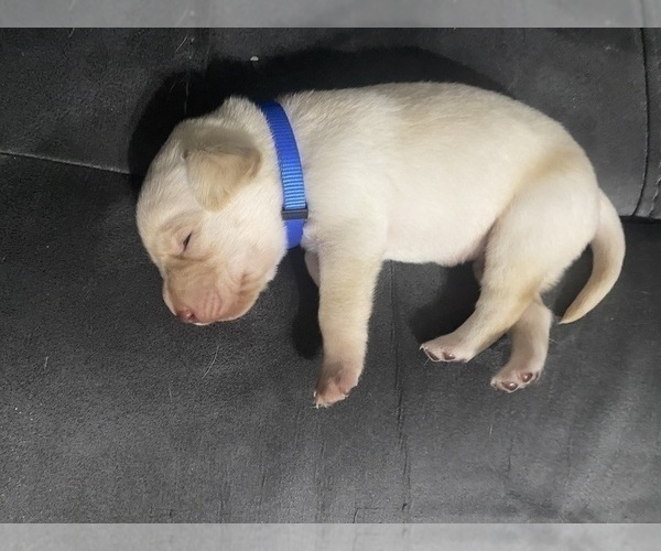 Medium Photo #3 Labrador Retriever Puppy For Sale in WILDWOOD, FL, USA