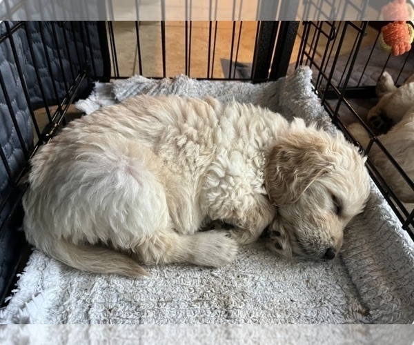 Medium Photo #16 Goldendoodle Puppy For Sale in VANCOUVER, WA, USA
