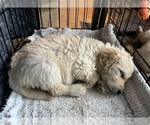 Small Photo #16 Goldendoodle Puppy For Sale in VANCOUVER, WA, USA