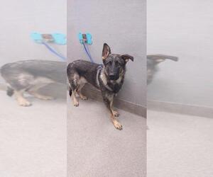 German Shepherd Dog-Unknown Mix Dogs for adoption in Las Vegas, NV, USA