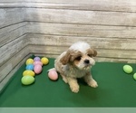 Small Photo #5 Cavapoo Puppy For Sale in FULTON, KS, USA