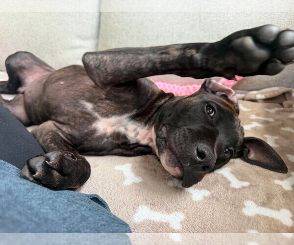 Medium Photo #2 Mastiff-Unknown Mix Puppy For Sale in Catasauqua, PA, USA