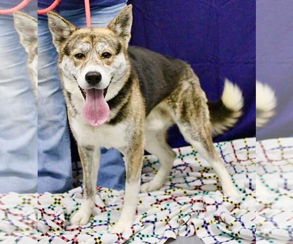 Medium Photo #1 Akita-German Shepherd Dog Mix Puppy For Sale in Pittsburgh, PA, USA