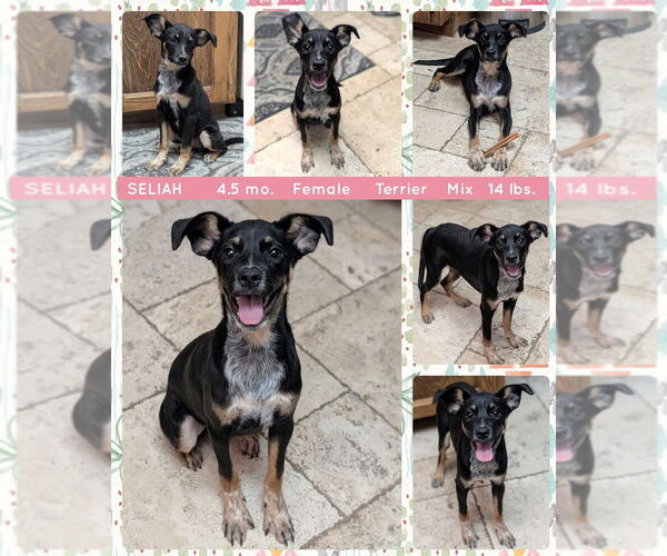 Medium Photo #2 Miniature Pinscher-Unknown Mix Puppy For Sale in Mesa, AZ, USA