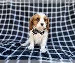 Small #5 Cavalier King Charles Spaniel
