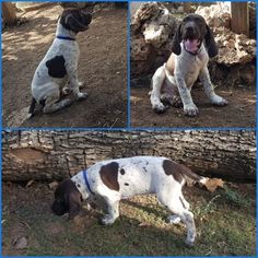 German Shorthaired Pointer Puppy for sale in MANCHACA, TX, USA