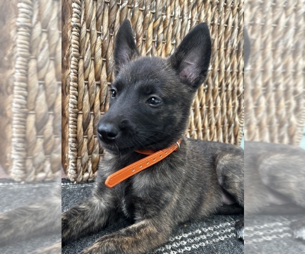 Medium Photo #1 Dutch Shepherd Dog Puppy For Sale in COMMERCE, GA, USA