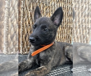 Dutch Shepherd Dog Puppy for sale in COMMERCE, GA, USA