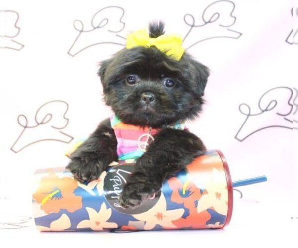 Medium Photo #18 Shih Tzu Puppy For Sale in LAS VEGAS, NV, USA