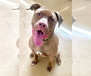 American Pit Bull Terrier-Labrador Retriever Mix Dogs for adoption in Derwood, MD, USA