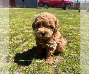 Poodle (Toy) Puppy for sale in RICHLAND, MO, USA
