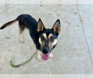 German Shepherd Dog Dogs for adoption in Charlotte, NC, USA